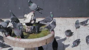 Bir güvercin sürüsü güneşlenirken çeşmenin tadını çıkarıyor..