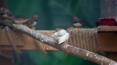 Renkli kuşlar, yemyeşil bir yaşam alanındaki ahşap bir dala tüneyerek rahatlarlar..
