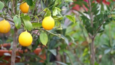 Yeşilliklerle çevrili olgun sarı meyvelerle limon ağacı duruyor..