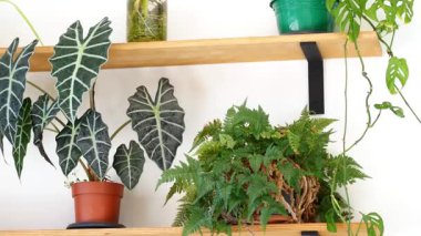 Kapalı alandaki güzel bitkiler ahşap raflarda düzenlenir, dekorasyon geliştirilir..