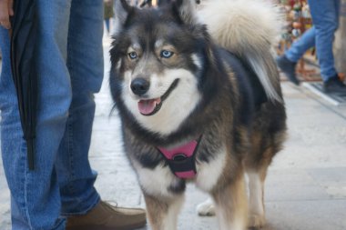 Neşeli bir köpek canlı bir açık hava pazarında bir insanın yanında durur..