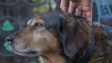 Bir insan rahat bir ortamda rahatlarken bir köpeği nazikçe okşar..