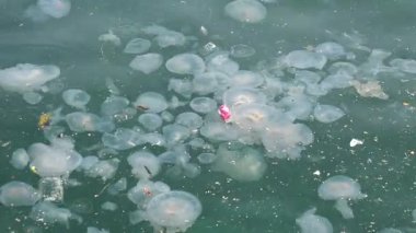 Denizanası, plastik ve enkaz parçalarıyla birlikte suda yüzer..