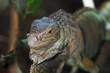 Yeşil yaprakların arasında dinlenen bir iguananın detaylı görüntüsü.