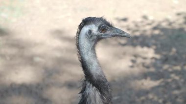 Bir devekuşu kendine özgü özelliklerini doğal bir ortamda sergiler..