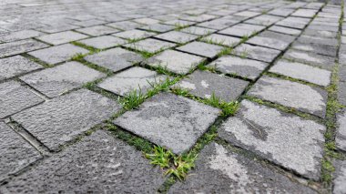Sakin bir günde kaldırımda yeşil çimenler çatlaklardan süzülüyor..