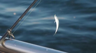 Bir balıkçı huzurlu sular boyunca canlı yem kullanır..