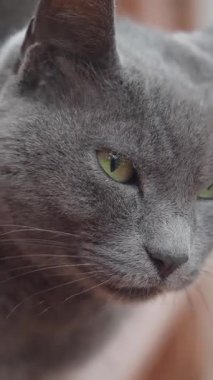 Sakin gri bir kedi dikkatle bakar, doğada canlı yeşil gözler gösterir..