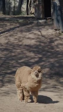 Bir deve sıcak bir açık hava ortamında ziyaretçilerle ilginç bir şekilde etkileşime girer..