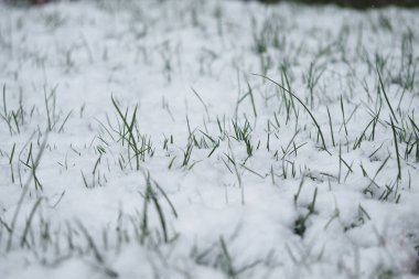 Taze kar örtüleri yeşil çimenler sakin bir kış ortamında.