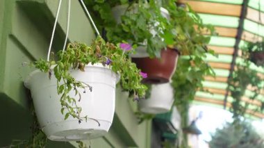 Renkli asma bitkileri yeşil bir duvarın üzerinde canlı çiçekler sergiliyor..