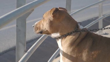 Bir köpek yakındaki kalabalık sokağı izlerken parmaklıklara zincirlenir..