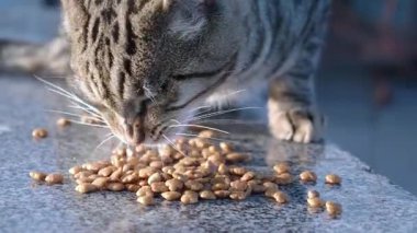 Bir kedi düz bir yüzeye saçılmış kuru yiyecekleri hevesle yer..