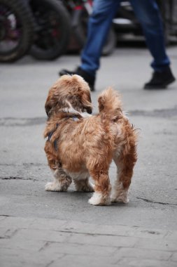 Küçük kahverengi köpek sokakta durur ve çevreyi izler. Kayıp köpek konsepti .
