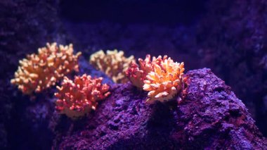 Mercan yapıları canlı renkler sergiler, deniz yaşamının çeşitliliğini gösterir.