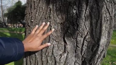 Bir el, güneşli bir parktaki bir ağacın kabuğuna dokunur..