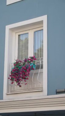 Güzel çiçekler, büyüleyici mavi bir duvara karşı bir balkonu aydınlatır..