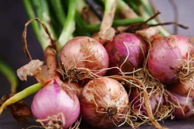 Yeşil başlıklı taze soğanlar ve sergilenen topraksı kökler.