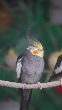 Bir papağan, çarpıcı özelliklerini ve renklerini gösteren bir ipin üzerinde durur..