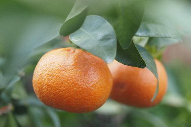 Yaz boyunca sıcak güneş ışığında bir ağaç dalında olgunlaşan parlak portakallar..