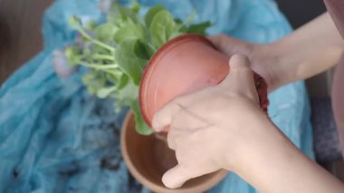 Bahçıvan taze toprak karışımı kullanarak bitkileri yeni saksılara dikkatlice taşır..