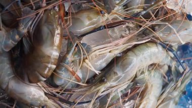 Taze karides sergilenen hareketli bir pazarın canlı atmosferini deneyin..