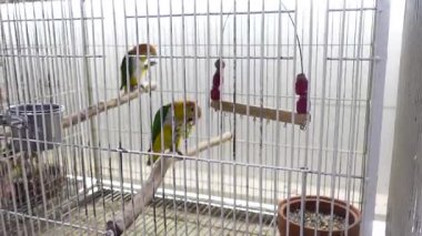 İki canlı papağan cıvıldarken etkileşime girer ve havadar çevrelerini keşfederler..