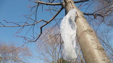 Mavi gökyüzünün altındaki ağaç dallarına takılmış şeffaf bir plastik torba..