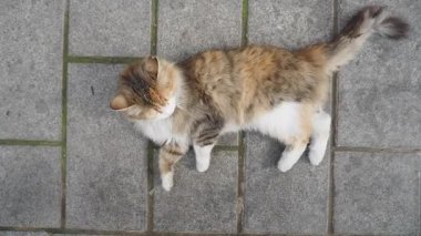 Yumuşak bir kedi, açık gökyüzünün altındaki kaldırım taşı bir yolda rahatlar..