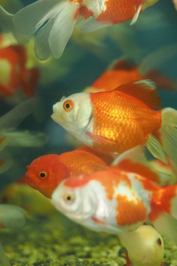 Bir grup akvaryum balığı berrak suda zarif bir şekilde süzülüyor, canlı renkler sergiliyorlar..