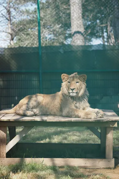 Aslan, yeşilliklerle çevrili ahşap bir platformda dinlenir..