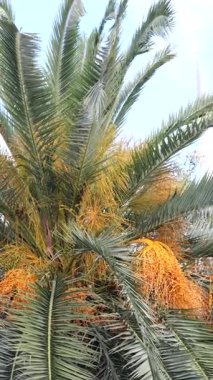 Güneşli bir baharda palmiye ağaçlarından canlı sarı çiçekler çıkar..