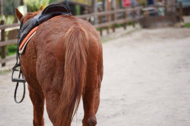Kahverengi bir at arenada sırtında bir eyerle bekliyor..