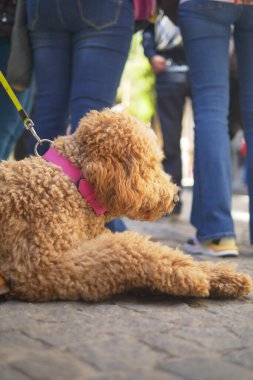 İnsanlar kalabalık bir alanda yürürken bir köpek kaldırımda dinlenir..
