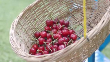 Güneşli bir günde dokuma sepetinde taze kirazlar toplandı..