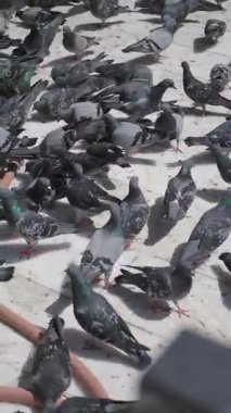 Büyük bir güvercin grubu sıcak ve güneşli bir yüzey üzerinde toplanır..