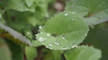 Su damlaları sabah ışığında yemyeşil yaprakların üzerinde parıldıyor..