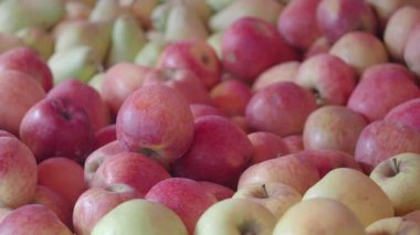 Renkli elmalar, hareketli bir açık hava pazarında satışa sunulmuştur..