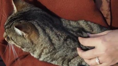 Bir kedi sıcak bir günde nazikçe okşanırken rahat bir anın tadını çıkarır..