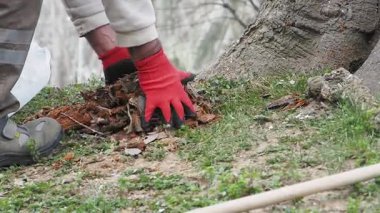 Gönüllüler, ağaçları temizleme ve bakımını sağlama amaçlı yerel bir açık hava projesine katıldılar.