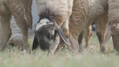 Bir grup koyun açık gökyüzünün altında yeşil çimlerle beslenmeyi sever..