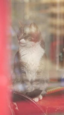 Sakin bir kedi dükkanda dinlenir, güneşin sıcaklığının tadını çıkarır..