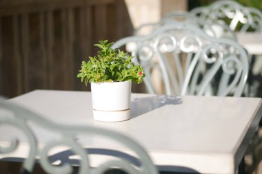 Dışarıdaki bir kafede tencerede küçük yeşil bir bitki oturuyor..