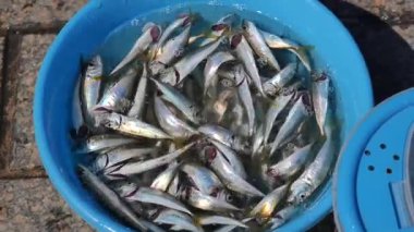 Balıkçılar son avlarını balıklarla dolu mavi bir sepette sergiliyorlar..