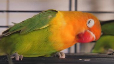 Canlı bir aşk kuşu, hayat dolu bir çevrede merak ve enerji gösterir..