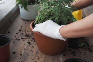 Eldivenli eller etrafa saçılmış bir saksı bitkisiyle ilgileniyor..