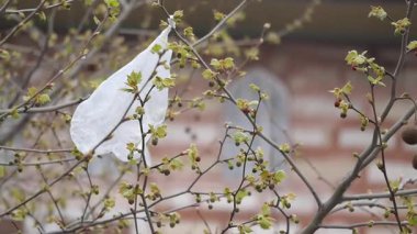 Bir plastik torba filizlenen yapraklarla doludur..