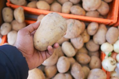 Bir insan taze ürünlerle çevriliyken bir patatesi tutar..