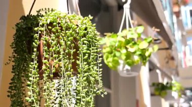 Renkli yeşillik parlak güneş ışığındaki kentsel ortamı güçlendirir.