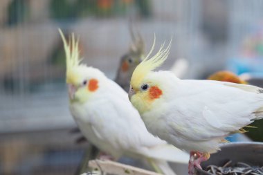 Renkli papağanlar birbirine tünemiş, güneşin sıcaklığında güneşleniyorlardı..